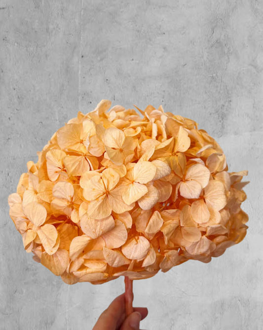 Hortensia peach fuzz