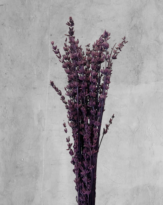 Lavanda Morada