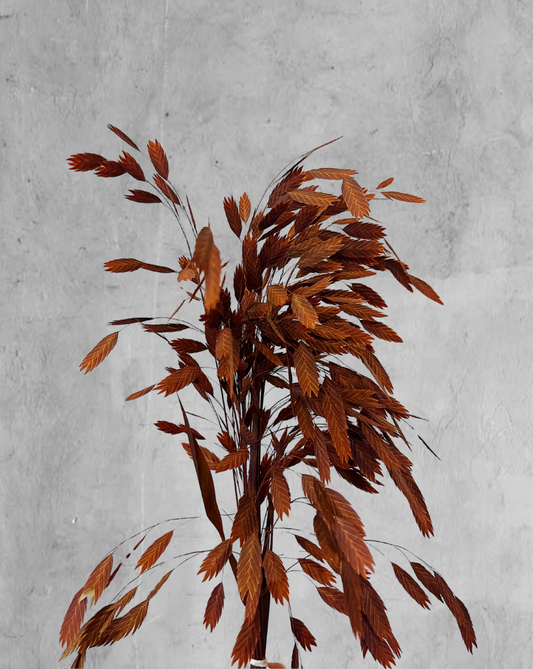 Oat Grass Ocre