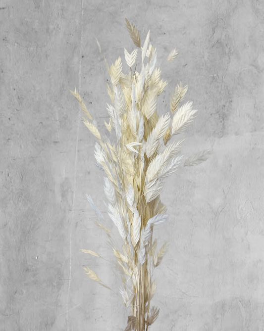 Chasmanthium Blanco