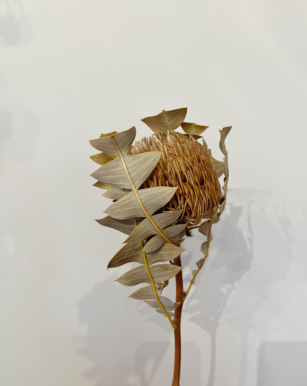 Banksia Beige Clásica