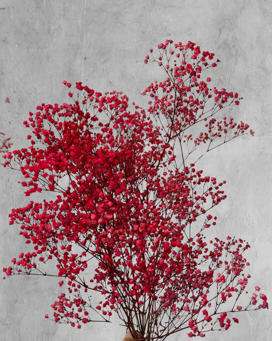 Gypsophilas Rojas