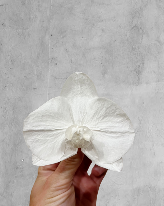 Orquidea Preservada color blanco