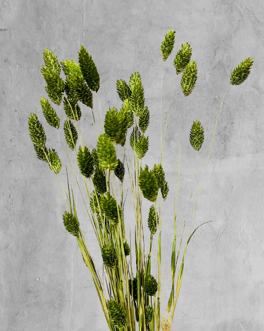 Phalaris Verde