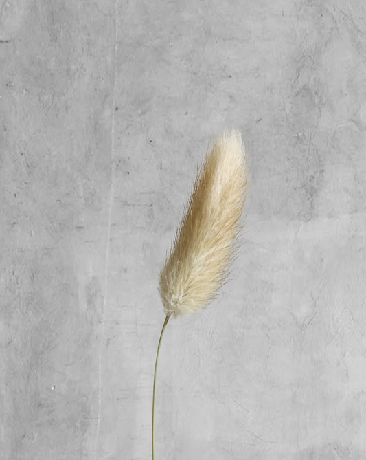 Colitas de Conejo Naturales