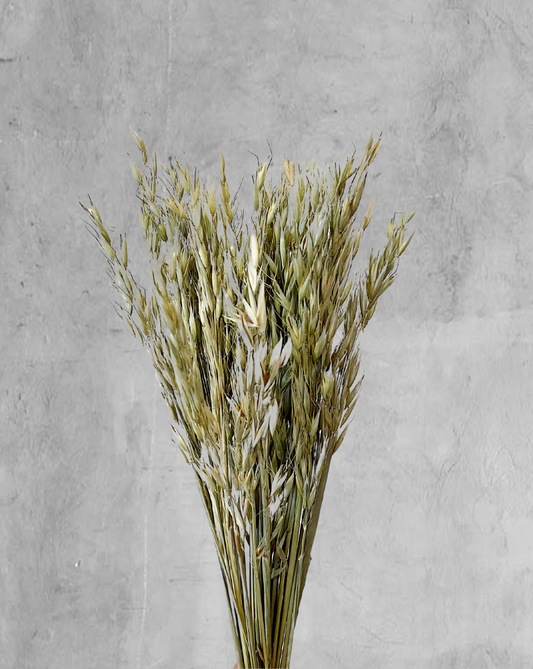 Oat Grass Verde Oliva
