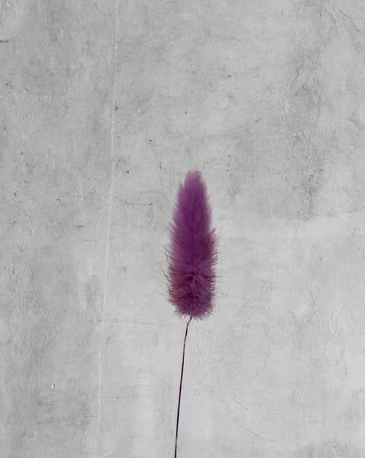 Colitas de Conejo Morado Oscuro