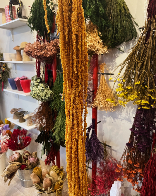 Amaranthus Colgante Mostaza