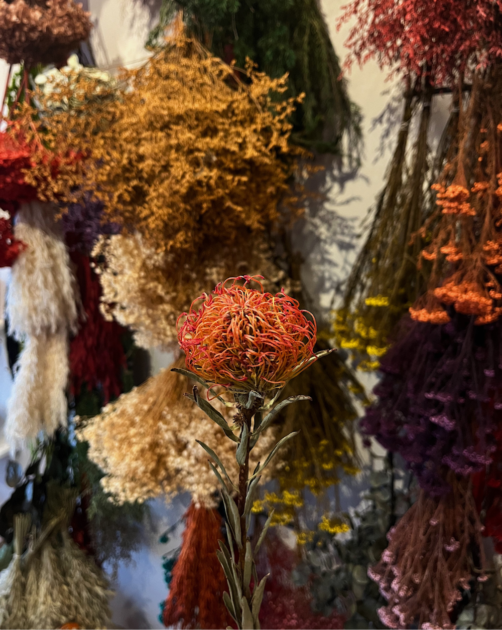 Leucospermum