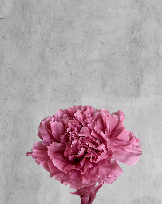 Carnation Preservada color rosada