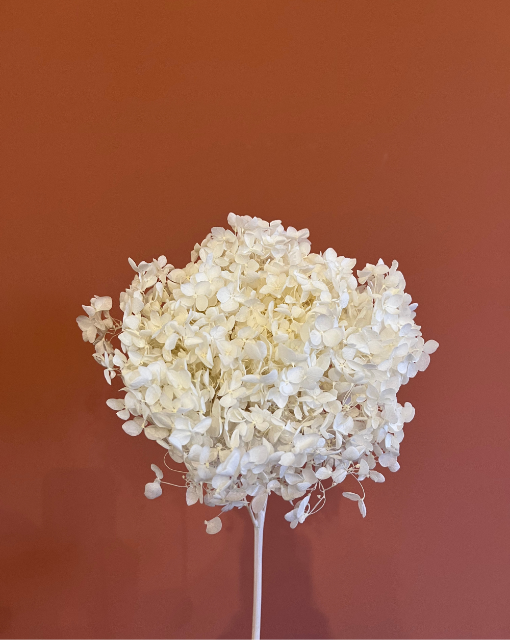 Hortensia Blanca Petit