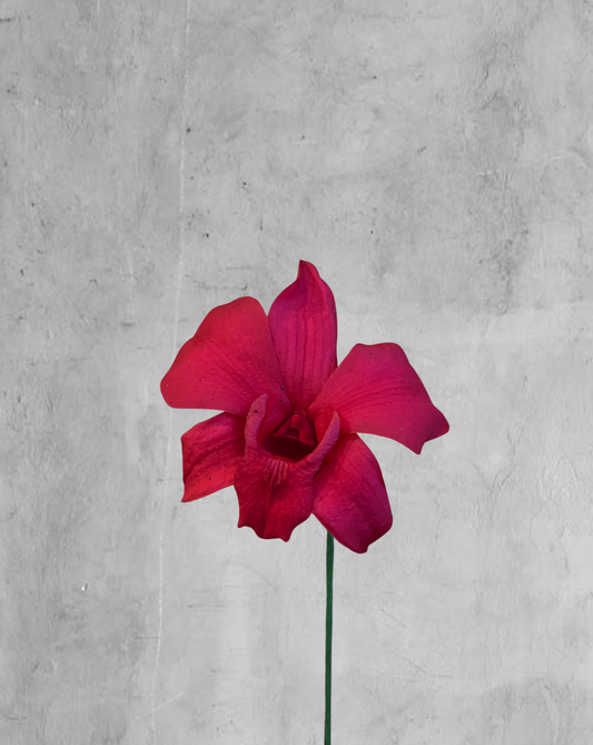 Orquidea Preservada Fucsia