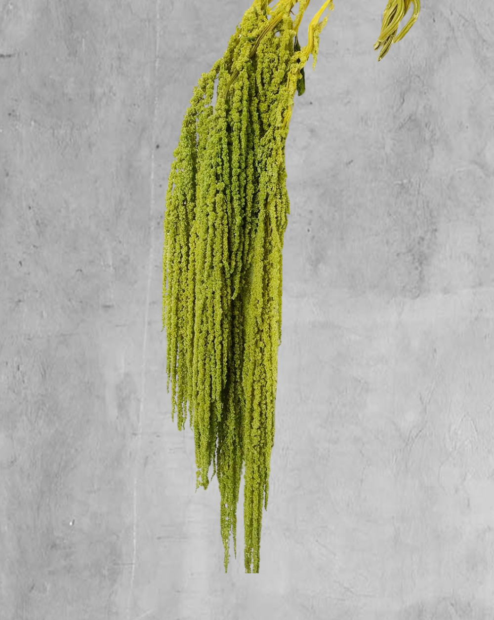 Amaranthus Colgante Verde Claro