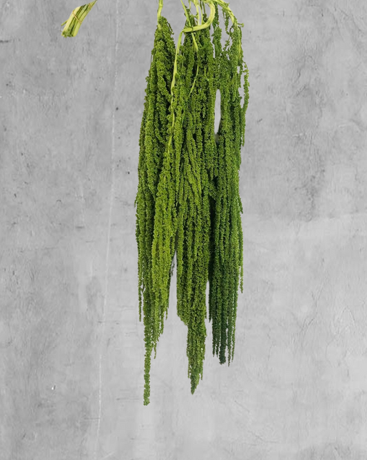 Amaranthus Colgante Verde