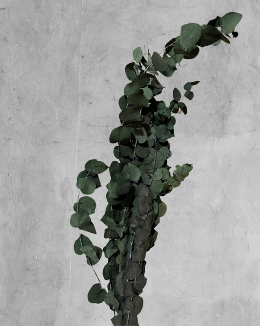 Eucalipto Stuartiana