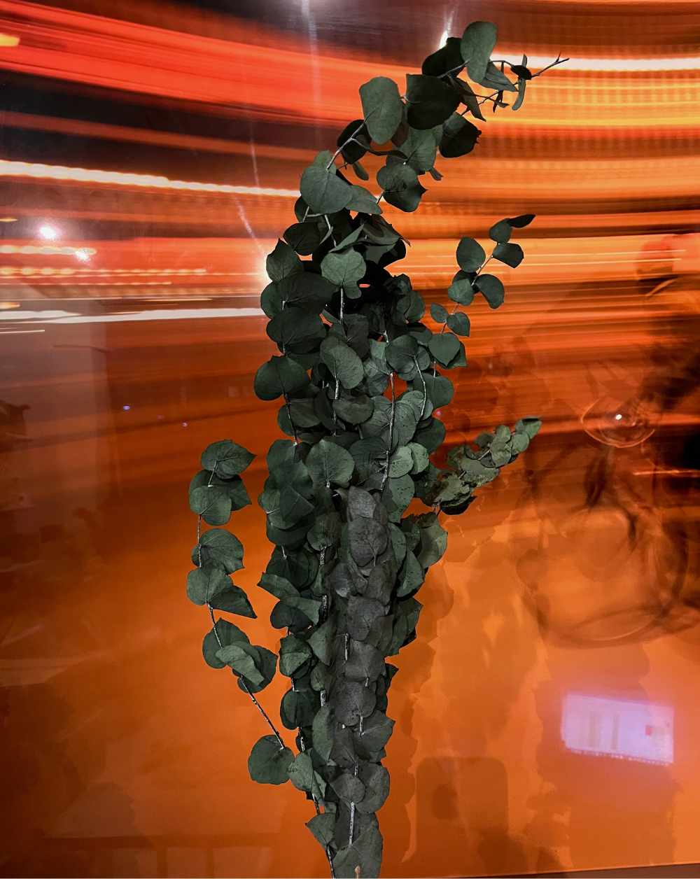 Eucalipto Stuartiana