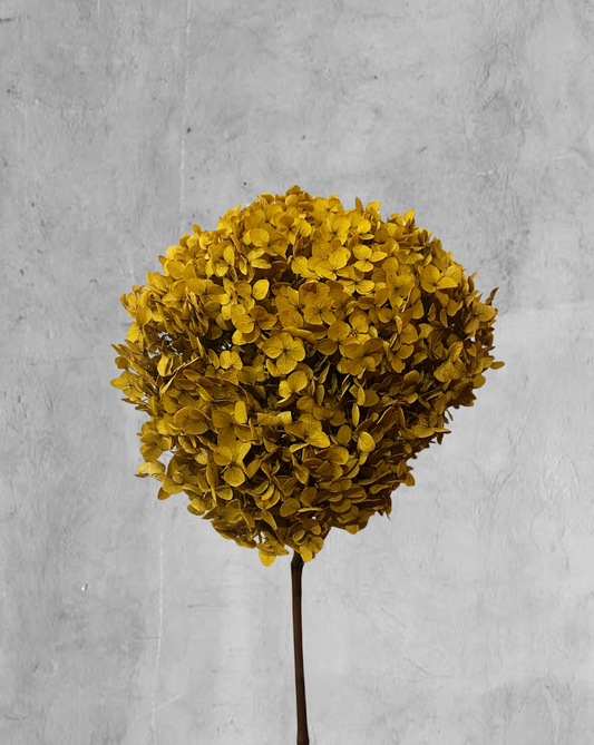 Hortensia Mostaza Talla M