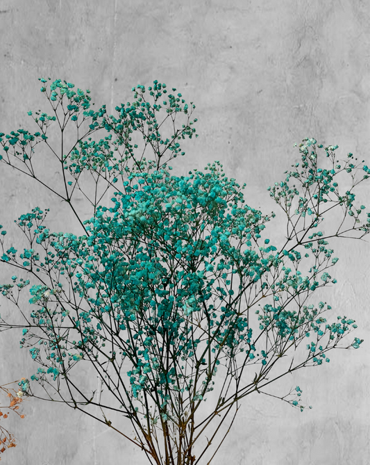 Gypsophilas Azul Turquesa