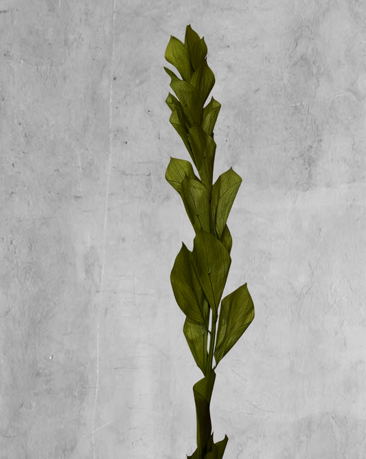 Ruscus verde claro