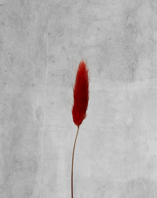 Colitas de conejo Vinotinto