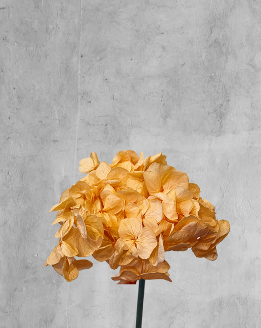 Mini hortensia peach fuzz