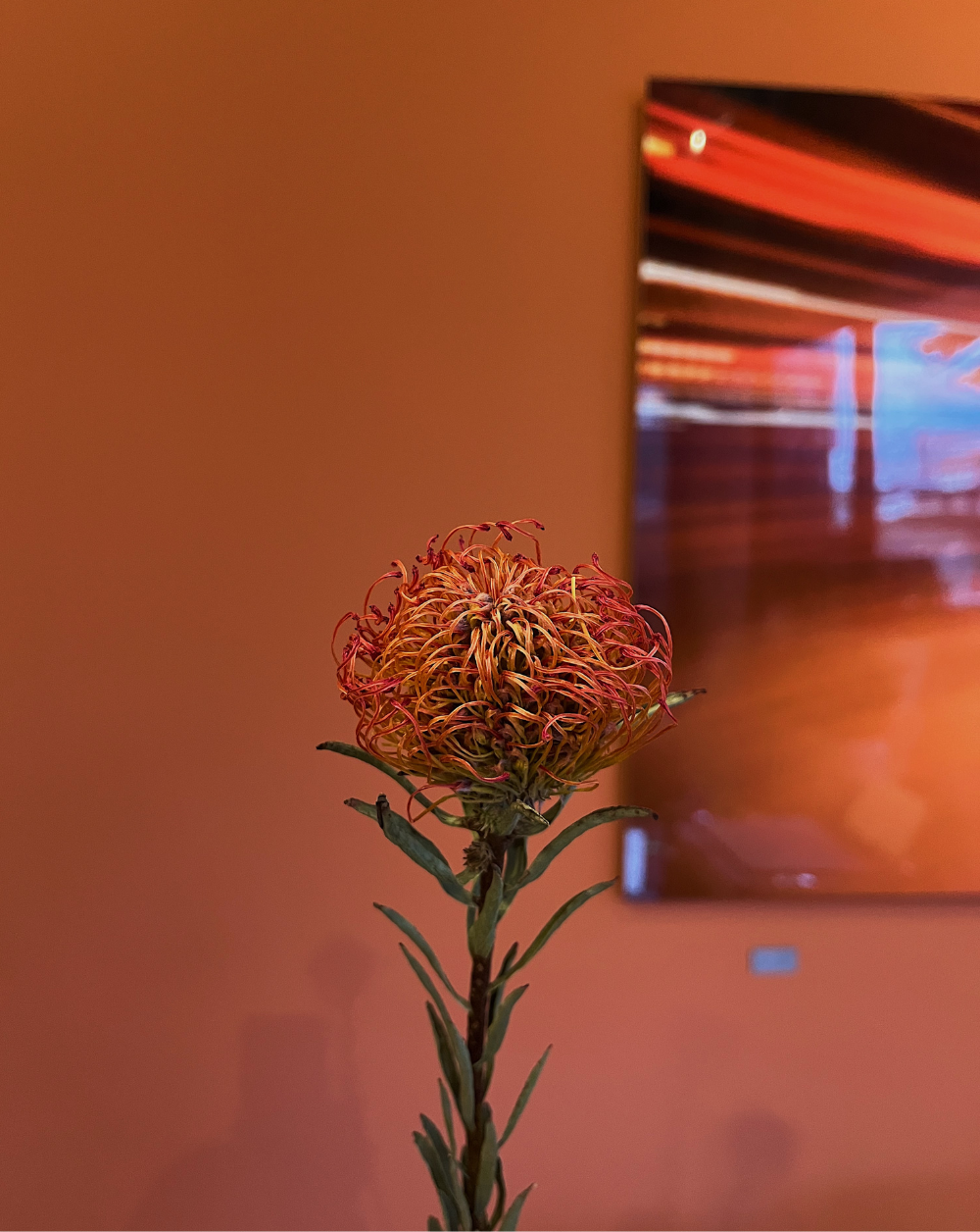 Leucospermum