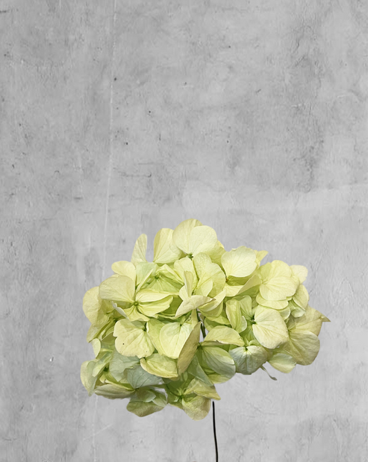 Mini hortensia verde menta