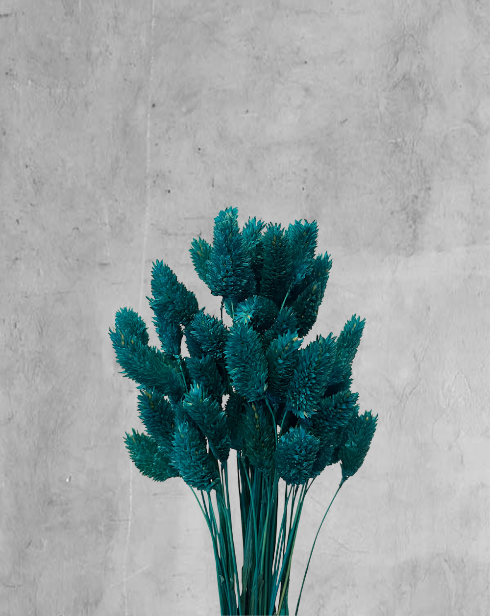 Phalaris Azul Turquesa