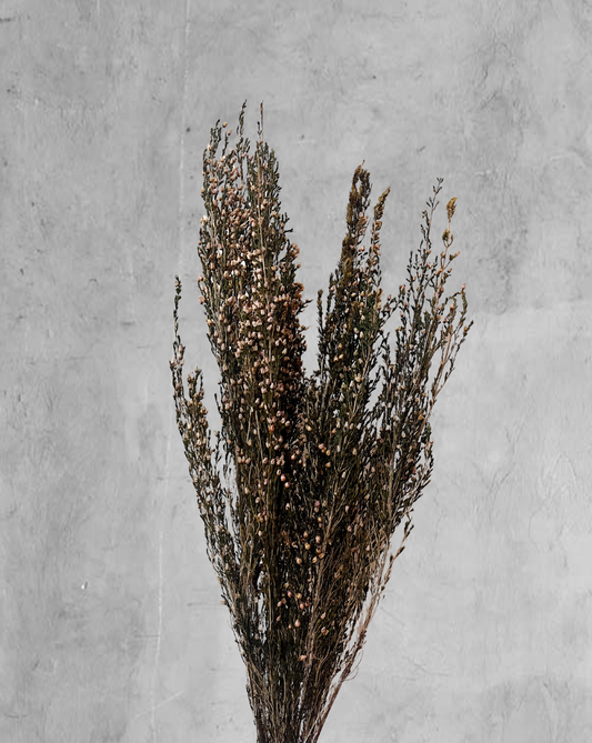 Heather Grass Rosado