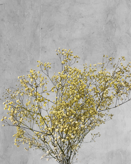 Gypsophilas Amarillas