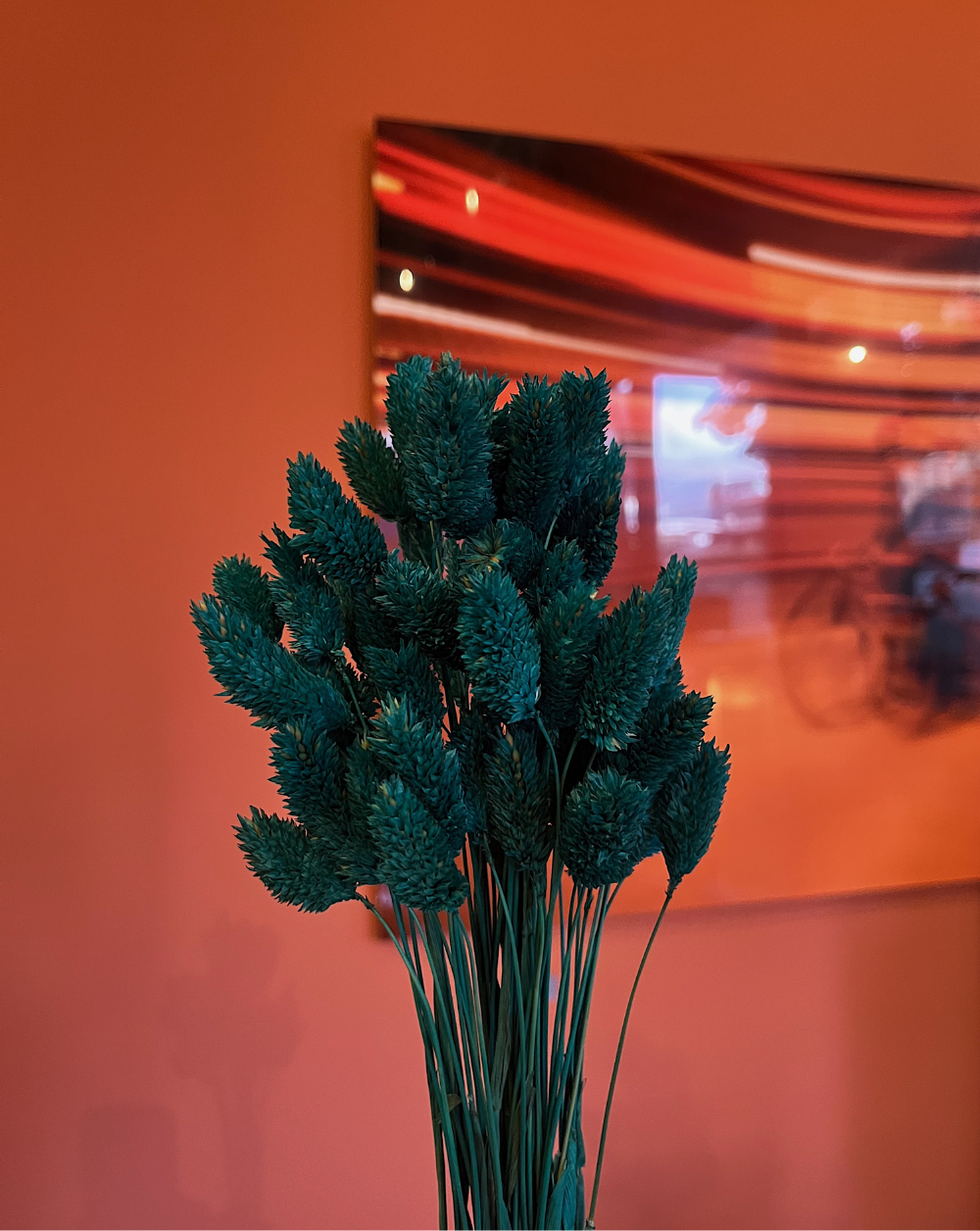 Phalaris Azul Turquesa