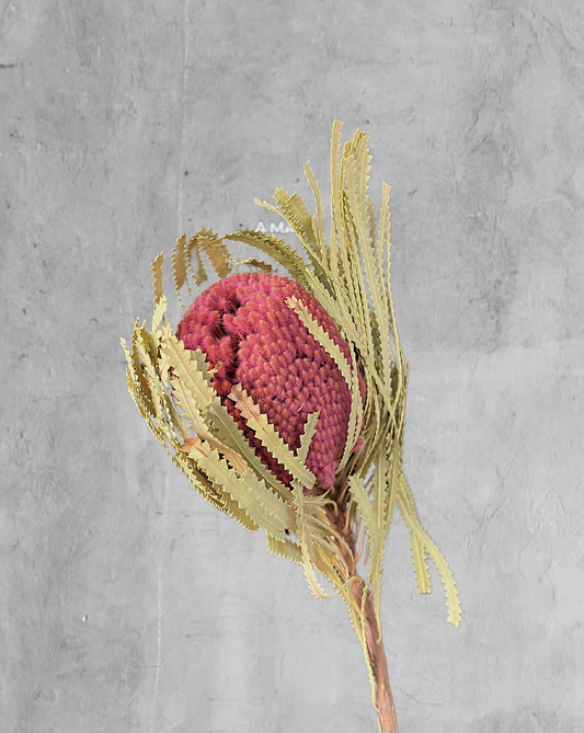 Banksia Rosada
