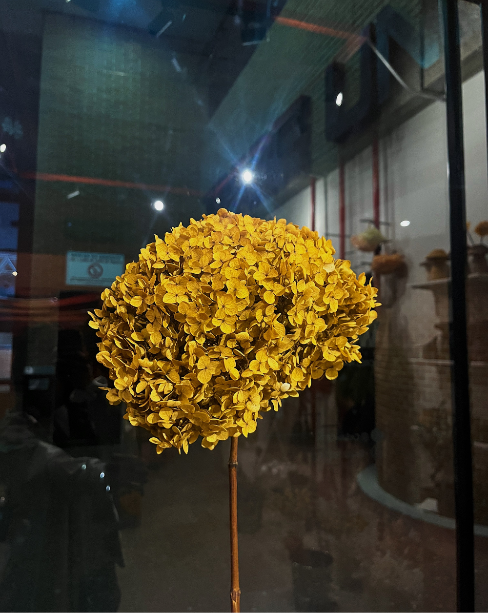 Hortensia Mostaza Talla M