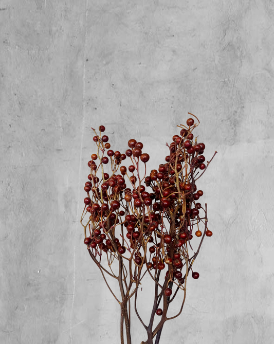 Pepper Seed Vinotinto