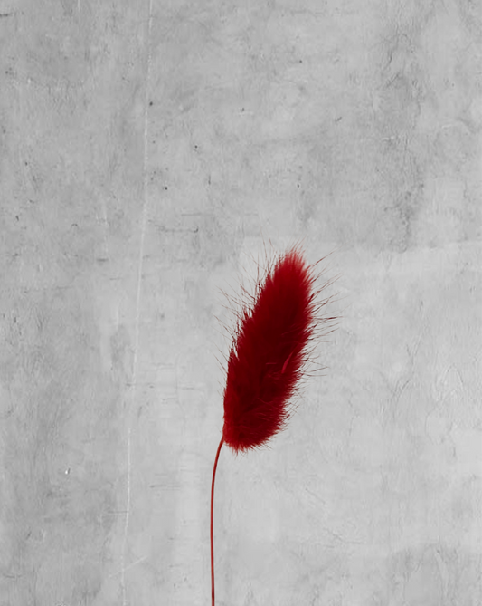 Colitas de conejo rojas