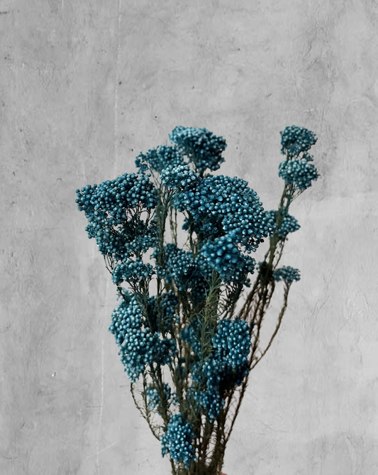 Rice Flower Azul Pacífico