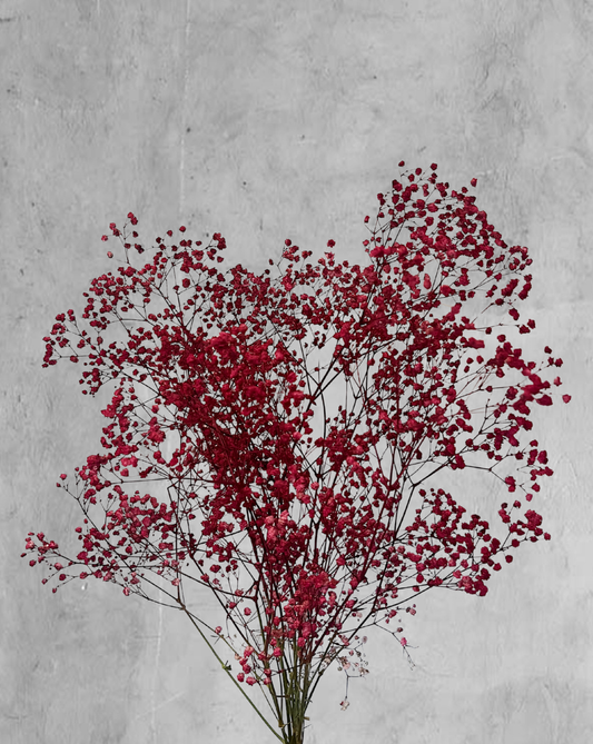 Gypsophilas Vinotinto