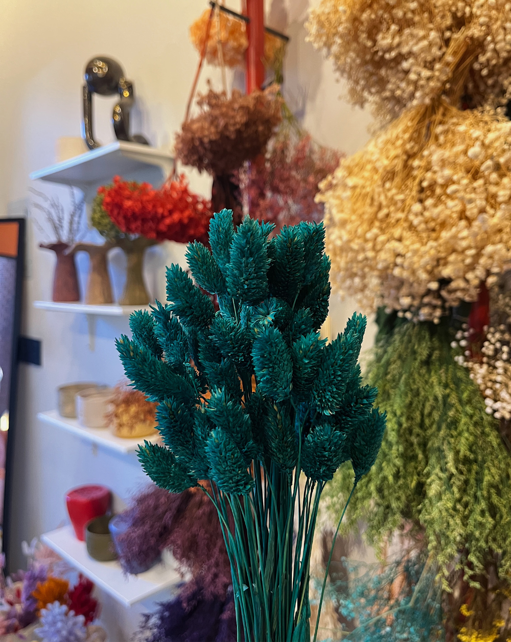 Phalaris Azul Turquesa