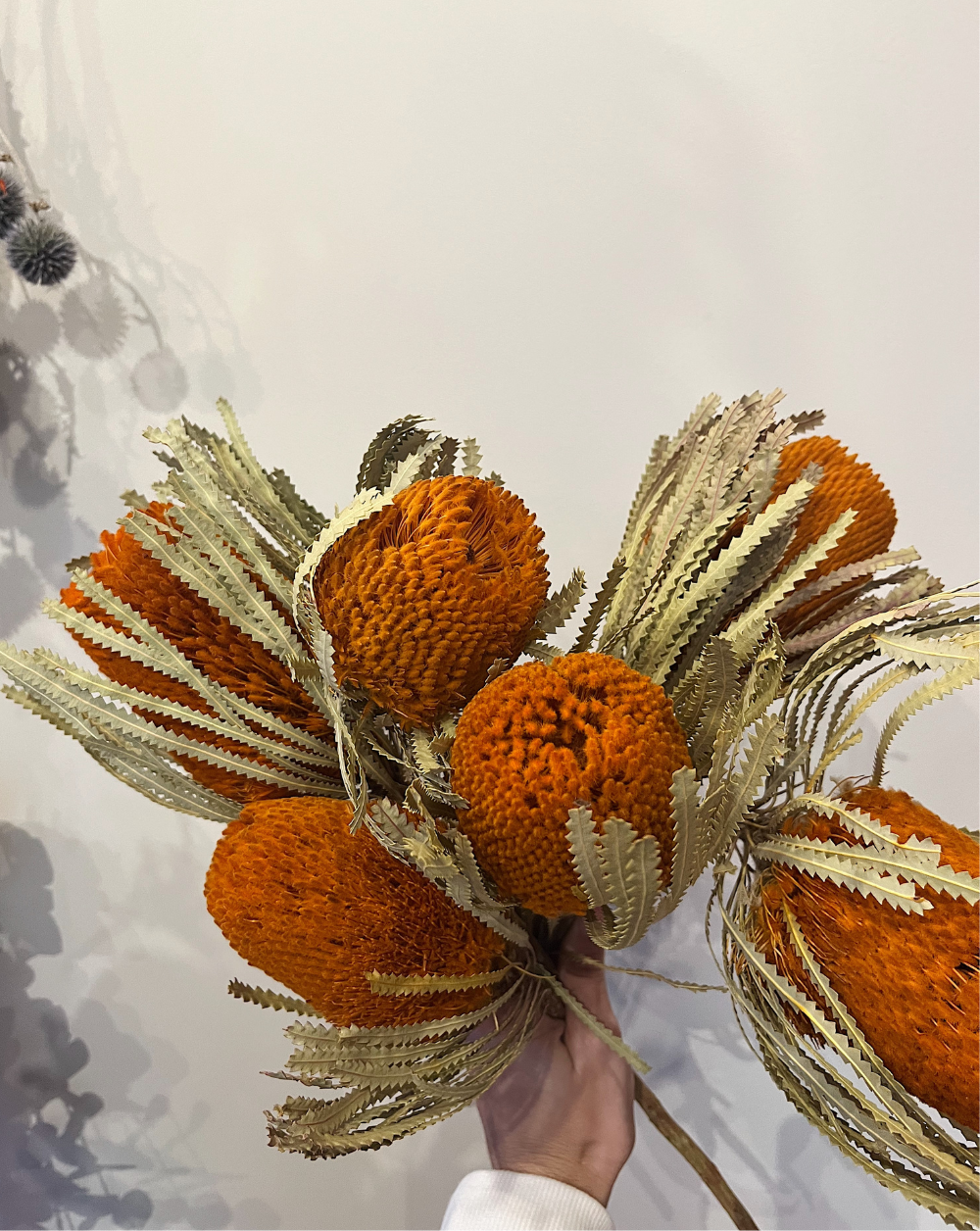 Banksia Naranja