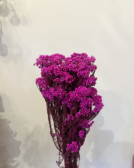 Rice Flower Fucsias