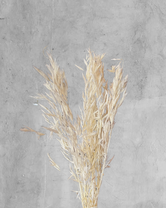 Oat Grass Blanca