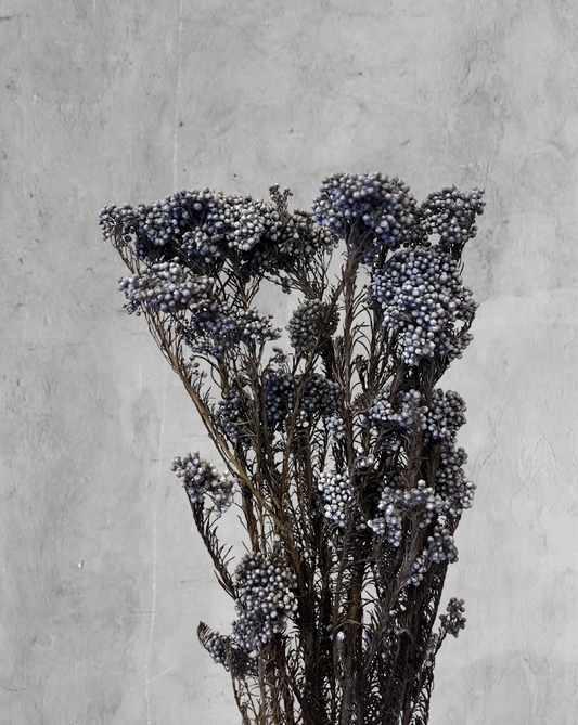 Rice Flower Gris