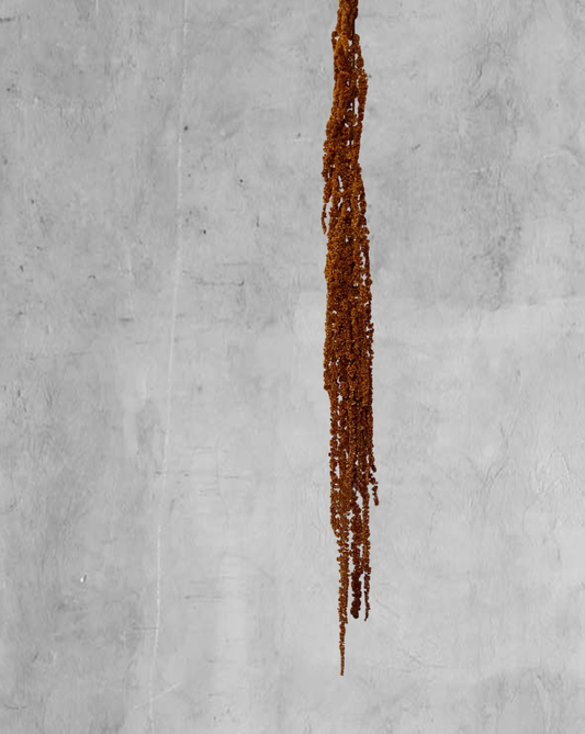 Amaranthus Colgante Marrón