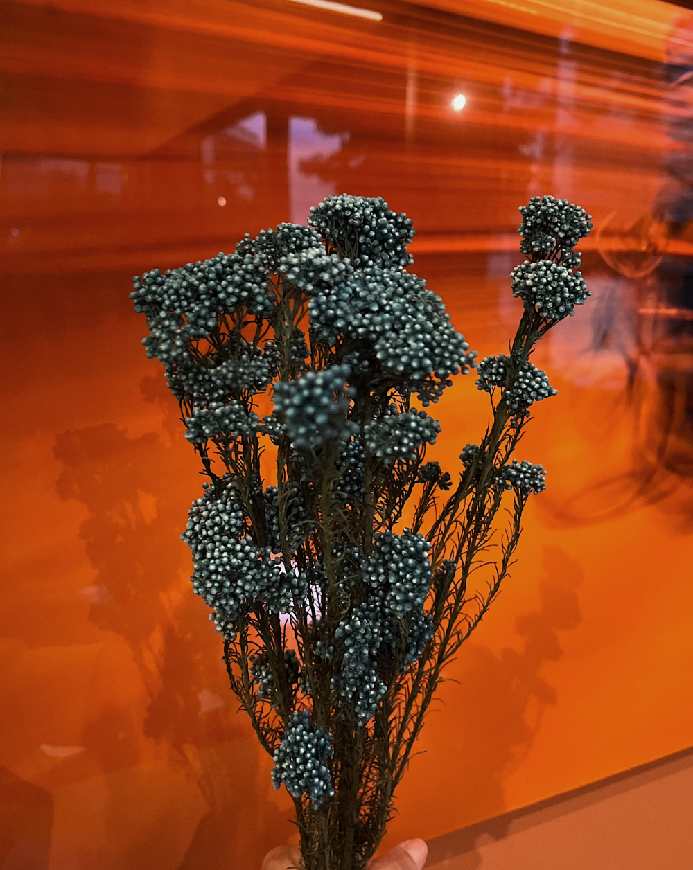 Rice Flower Azul Pacífico