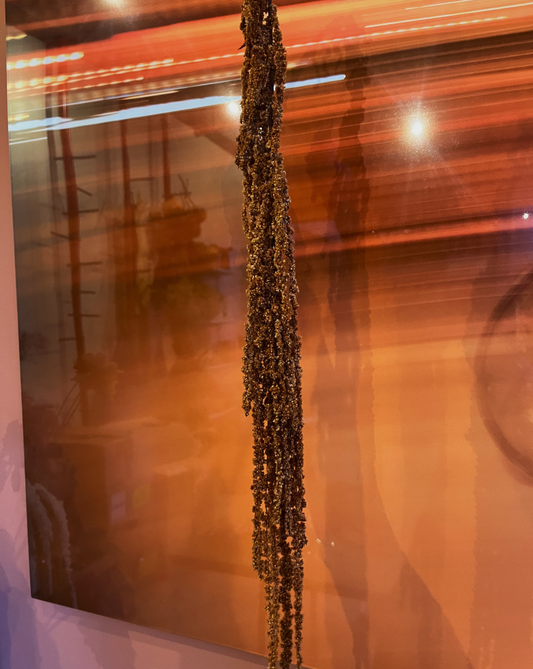 Amaranthus Colgante Marrón