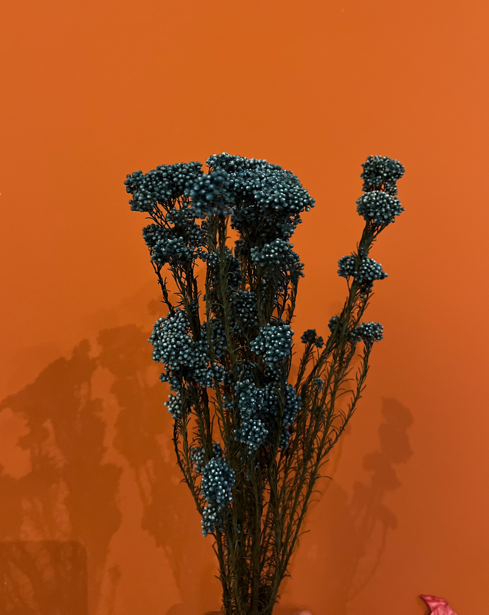 Rice Flower Azul Pacífico