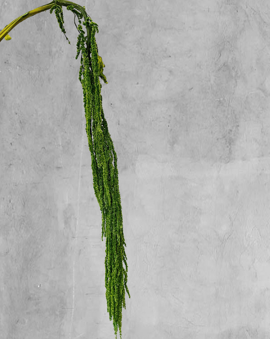 Amaranthus Colgante Verde Oliva