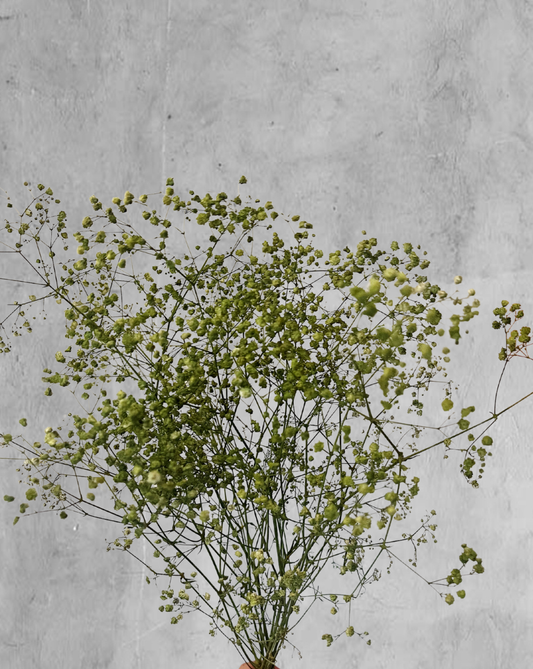 Gypsophilas Verdes
