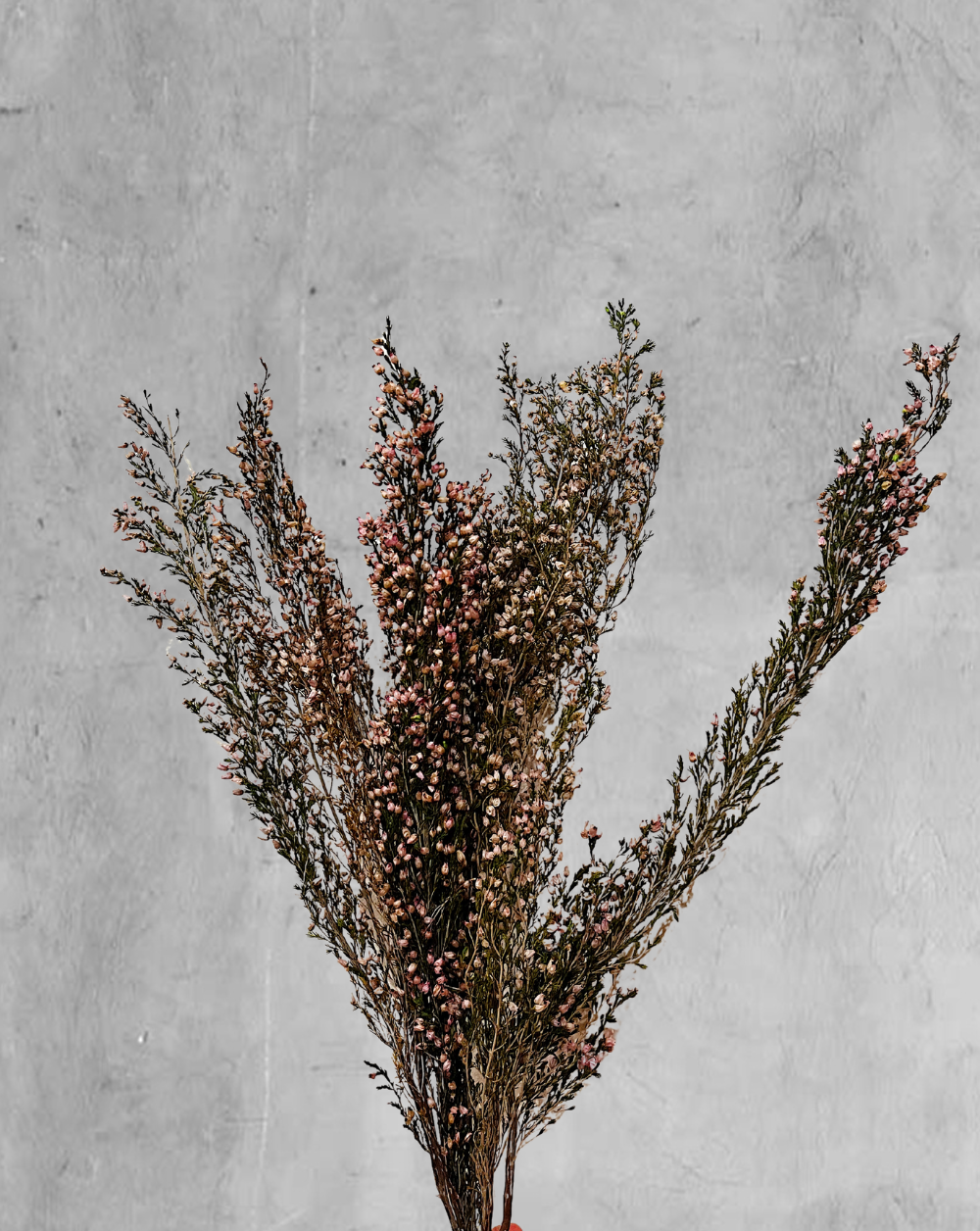 Heather Grass Rosado