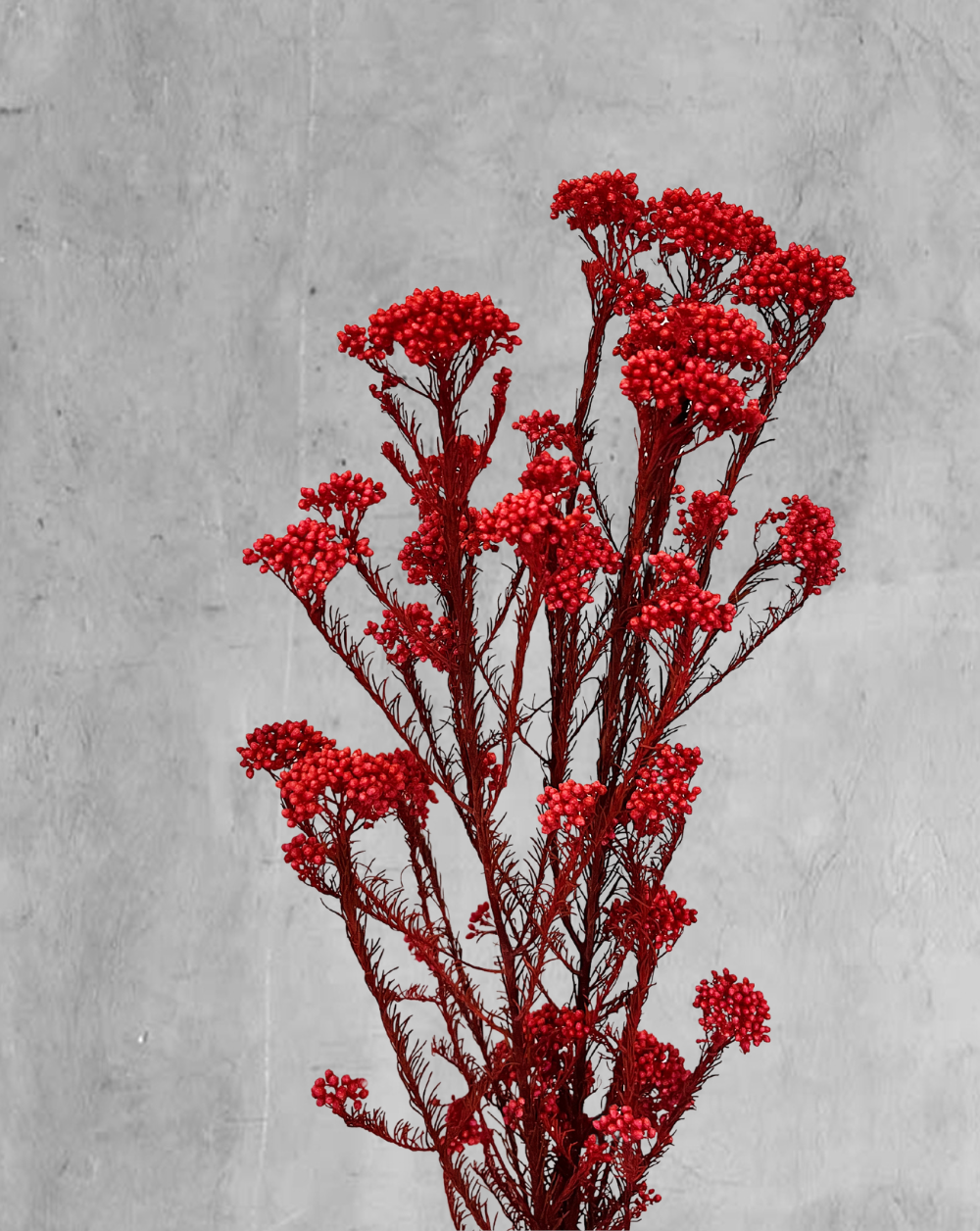 Rice Flower Rojo